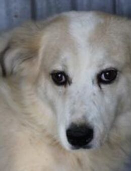 Isa - ruhig u. verschmust - Lohra