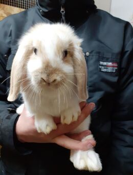 Zwergwidderbaby - Calau