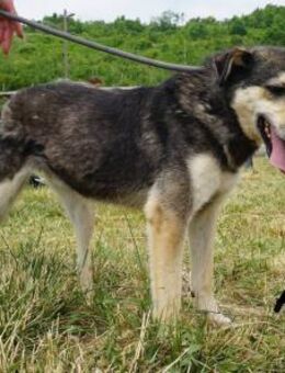 Ayo Abenteuerlustig und Lernbereit - Kissing