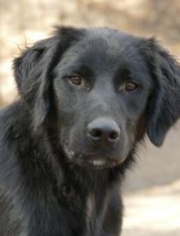 Bambo freut sich auf sein neues Leben - Neuss