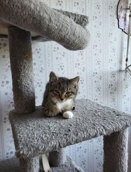 BKH Kitten abgabebereit - Husum (Schleswig-Holstein)