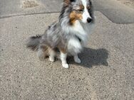 Australien Shepherd Mini / Sheltie - Baesweiler Zentrum