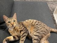 Kleine Katze sucht neues Zuhause - Rheinbach Zentrum