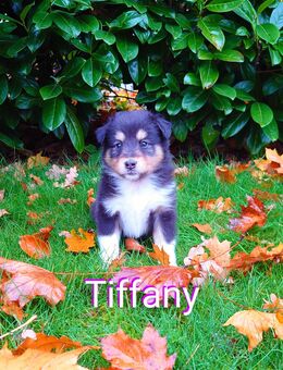 Sheltie Welpen mit Stammbaum suchen ein neues Zuhause - Emstek