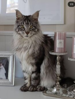 Main coon Blue Tabby - Wolfsburg
