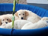 Es ist soweit! - Golden Retriever Welpen reinrassig / Wurfankündigung Ende Juni 2025 - 7-8 Welpen - Battenberg (Eder)