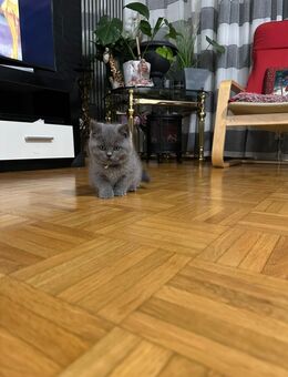 Baby Britisch Katze - Ludwigshafen (Rhein)