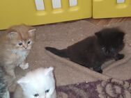 Langhaar Kitten Main coon/ Perser - Obertaufkirchen