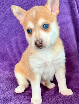 Pomsky Welpen - Albisheim (Pfrimm)
