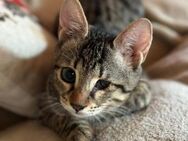 Yoko - Meereskind sucht Kuschelplatz - Kirchheim (München)