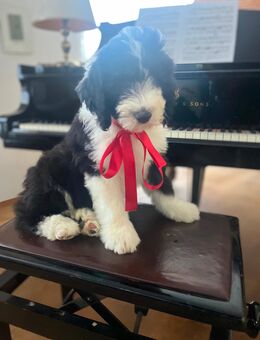 13 Wochenalter Sheepadoodle Rüde - Lörrach