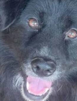 Dario ist tiefenentspannt 🐾 - Elsdorf (Nordrhein-Westfalen)