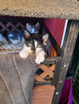 Türkisch Angora Mix Kätzchen - Mainburg