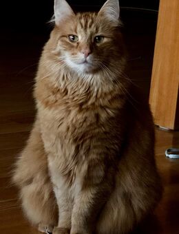 Kater ( Norweger mischling) 6 Jahre alt - Köln
