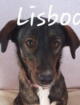 Lisboa möchte auch ihre Chance! - Berlin