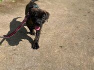 Presa Canario mix Welpen abgabebereit - Zossen
