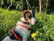 BAMBAM - der Sensible - Langen (Hessen)
