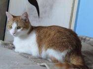 Verschmustes Katerchen TANGO sucht♥️ - München