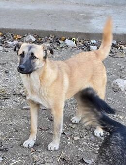 Cioco, Junghund sucht neues Zuhause - Unterföhring