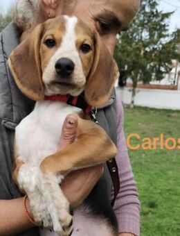 Carlos2- zuckersüßes Hundekind 08/25 GRC - Ruppertsecken