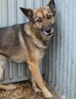 Diesel - dringend Zuhause gesucht - Lohra