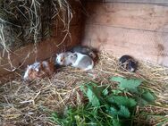 Meerschweinchen Mädels abzugeben! - Frauenstein Zentrum