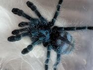 Caribena versicolor juvenil - Lübtheen