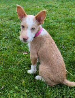 Thyron kleiner Podenco-Mix sucht - Hamburg