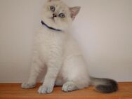 Zuckersüße verschmuste BKH Kitten abgabebereit - Berlin
