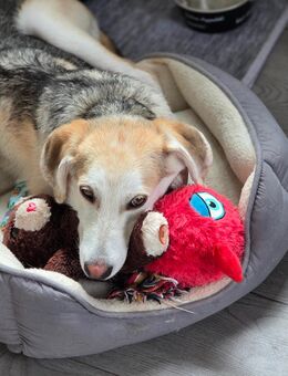 Mischling Hund 7 Monate - Aschaffenburg
