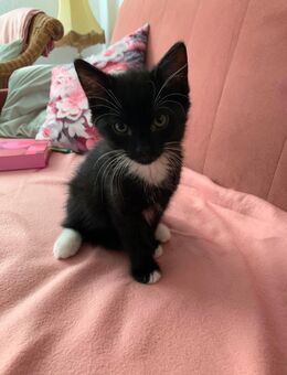 Kitten - Hamburg
