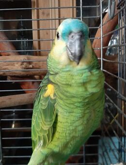 Gelbflügelblaustirnamazone - Ulm