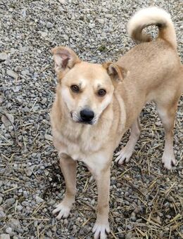 🌞 Vito -ein fröhlicher Sonnenschein 🌞 - Schlitz