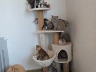Bkh kitten 16 Stück ab sofort - Oberndorf (Neckar)