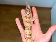 Leopargeckos zu verkaufen - Dormagen