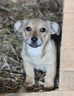 Daniel 20 cm (Nov 25) Pflegestelle - Alpenrod