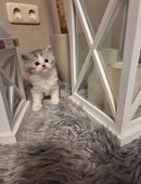 Maine Coon Kitten in 36088