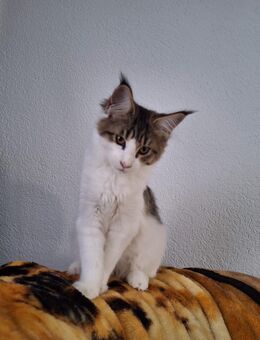 Mainecoon kitten - Tauberbischofsheim Zentrum