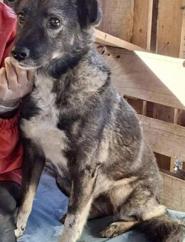 Seniorin Nancy Es geht um die Wurst - Koblenz