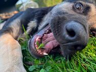 Osteuropäischer Schäferhund - Rüthen Zentrum