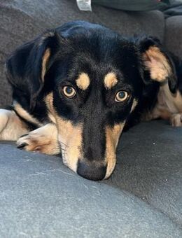 Hundemädchen Juna sucht ihre Familie! - Koblenz