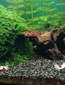 7 Zwergkrallenfrösche Gold ZKF in 19288