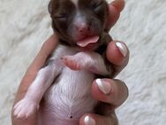 Chihuahua babys - Neuss