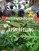 Meerschweinchen Weibchen Böckchen in 16928