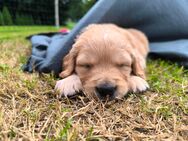 Golden Retriever Welpen - Twist