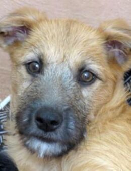 Patsy 2 -von Ladefläche gerettet- - Oldenburg