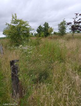 Pferdewiese zu vergeben – ein kleines Paradies wartet auf dein Pferd oder Pony 🐎🌸 - Großheide