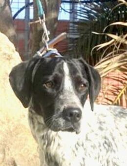 Parchis; verspielter Junghund - Geilenkirchen