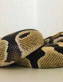 Königspython Desert Ghost (Xclusive-Snakes) in 70174