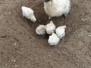 13 Wunderschöne seidenhuhn küken 🐤 - Kloster Lehnin